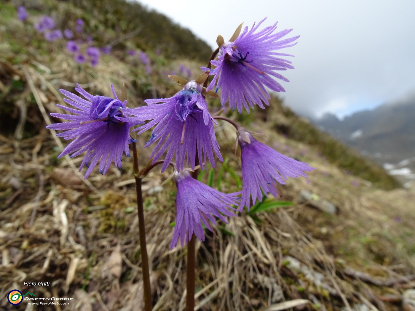 40 Soldanella alpina (Soldanella alpina).JPG